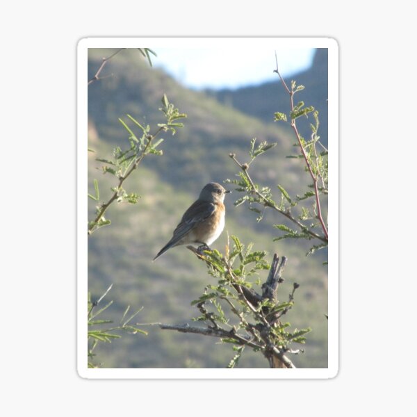 Artikelvorschau, Western Bluebird in Mesquite Tree entworfen und verkauft von Ingasi.