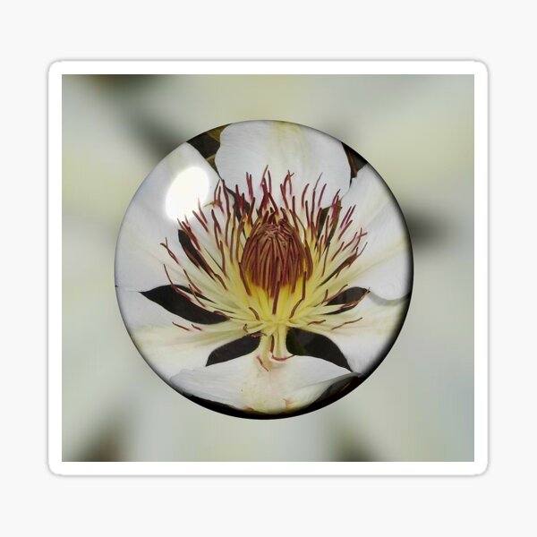 Clematis Henryi in a Bubble Sticker