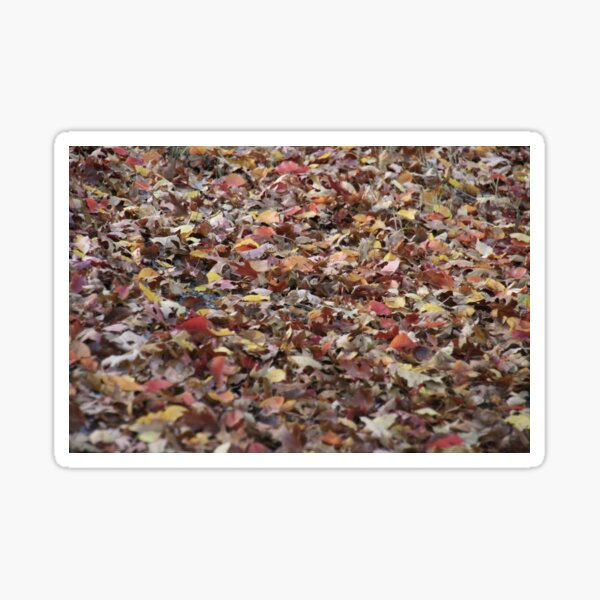 Item preview, Fallen Leaves,Mount Lofty Botanical Gardens,S.A. designed and sold by elphonline.
