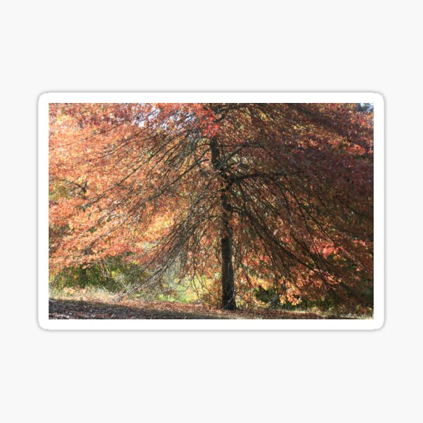Item preview, Autumn blaze, Mount Lofty Botanical Gardens,S.A. designed and sold by elphonline.
