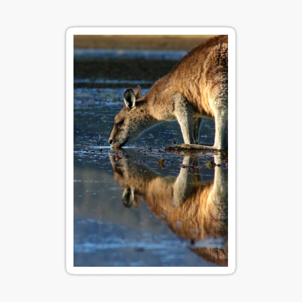 Eastern Grey Kangaroo Drinking Sticker