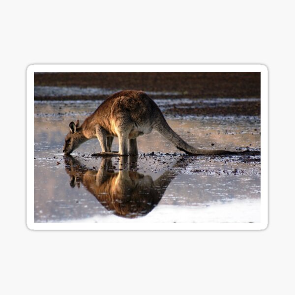 Eastern Grey Kangaroo Drinking Sticker