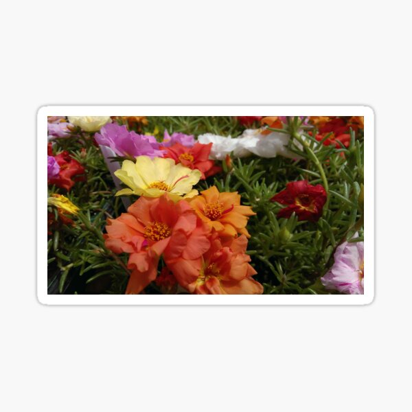 Rose moss Sticker