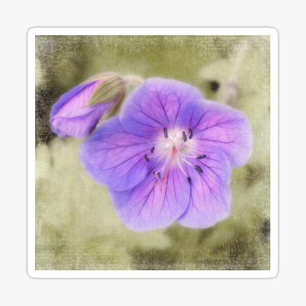 smoothing out the rough edges - geranium Sticker