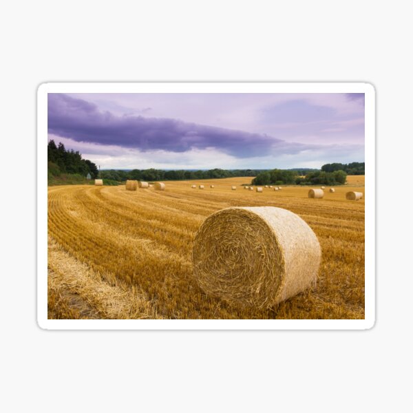 Straw Hey, Mountain Shape Straw Hay Dry, Straw Many on White