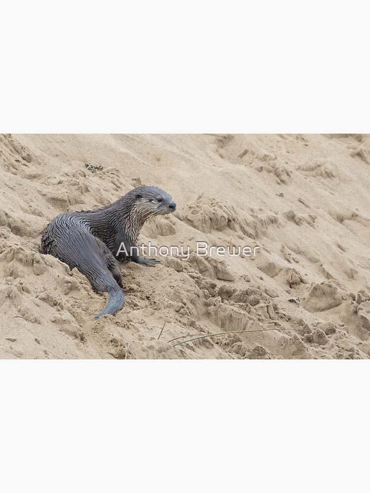 The otter's spot by dailyanimals