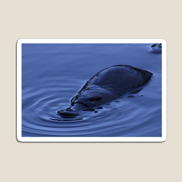 Item preview, Platypus (Eating) designed and sold by inthewild.