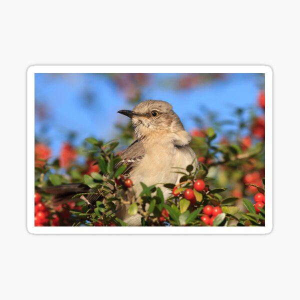 Item preview, Mockingbird and Yaupon designed and sold by WorldDesign.