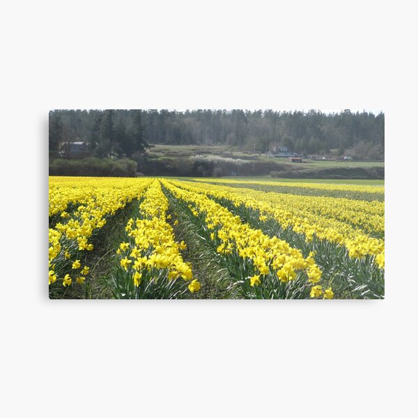 Easter Daffodils Metal Print