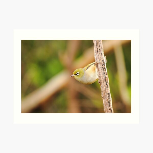 Poised Art Print