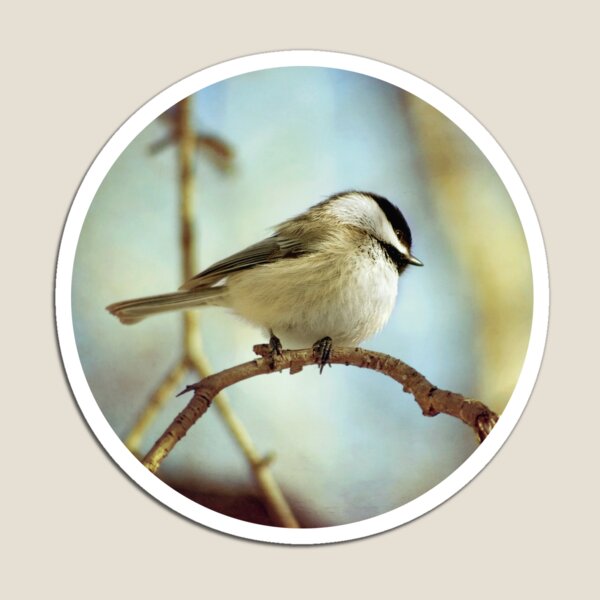 shy chickadee Magnet