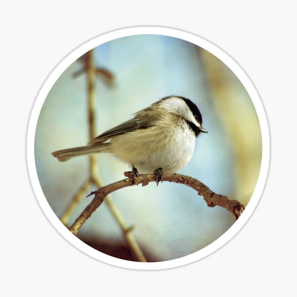 shy chickadee Sticker
