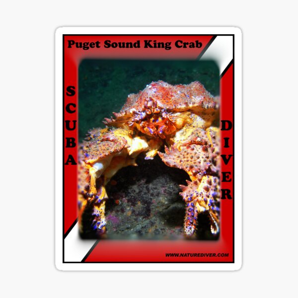 Cooler (King Crab Orange) Sticker for Sale by steveskaar