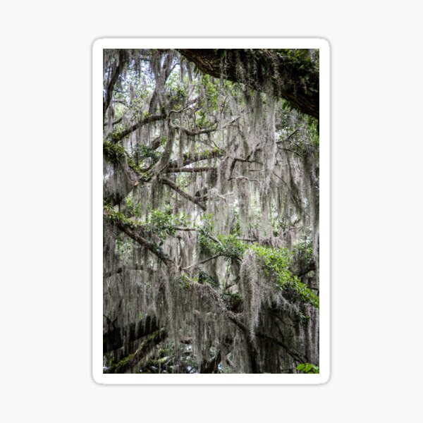 Item preview, Spanish Moss designed and sold by eegibson.