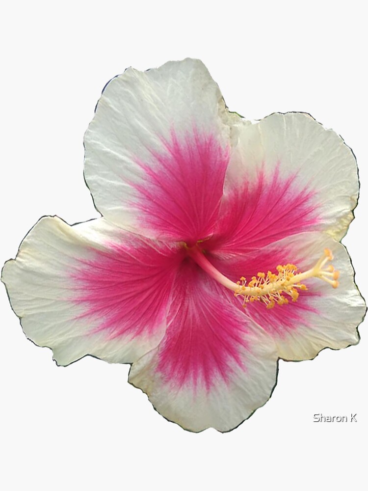 Hawaiian Santa Flowers Vinyl