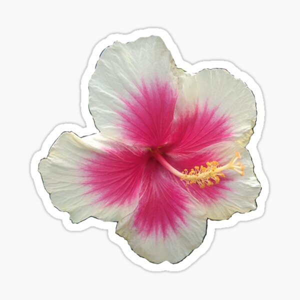Item preview, Hibiscus - Little Santa designed and sold by Sharon K.