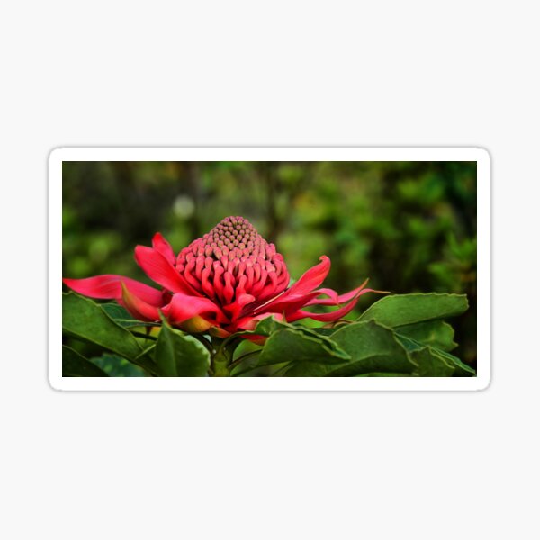 Waratah - A Symbol of Australia in Spring Sticker