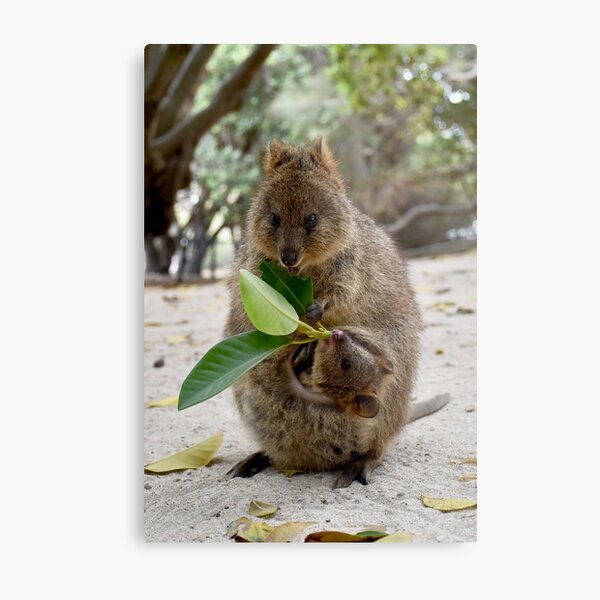 Item preview, Quokka with Joey designed and sold by lhowden.