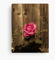 Lifecycle Canvas Print