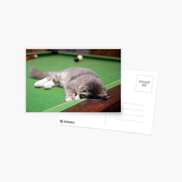 Pool Kitty Postcard