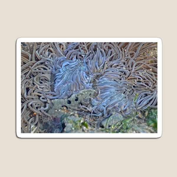 Item preview, Close up Sea Anemone, Lyme Dorset UK designed and sold by lynn carter.