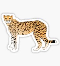 Cheetah Sticker