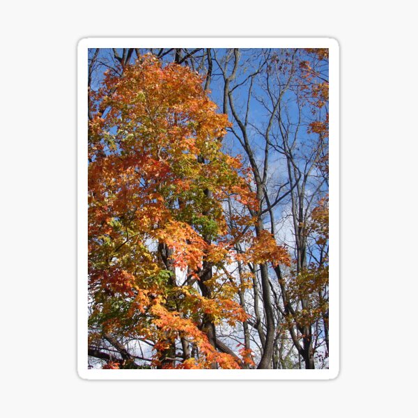 Item preview, Autumn Color designed and sold by Mary Ellen Tuite.