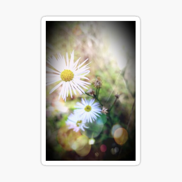 White Wildflowers Whispering in the Wind Sticker