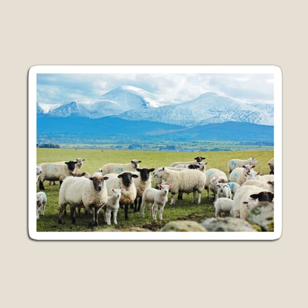Item preview, Ewes, Lambs and the Mournes designed and sold by thegreendogs.