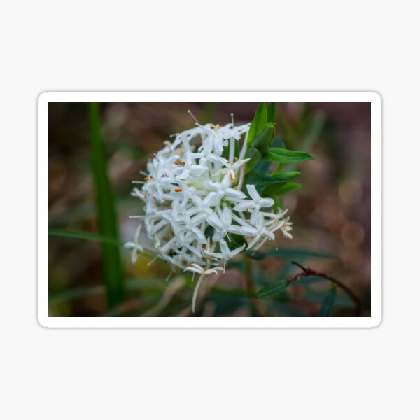 Item preview, Slender Rice Flower - 2 designed and sold by pcbermagui.