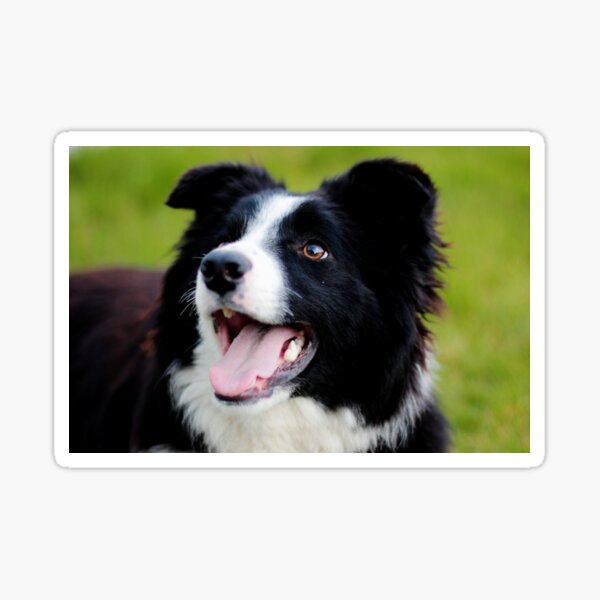 Teddy the Border Collie Sticker