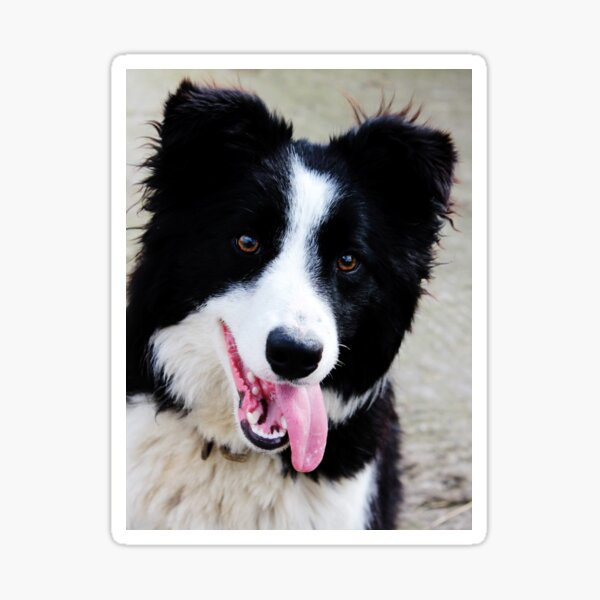 Teddy the Border Collie Sticker