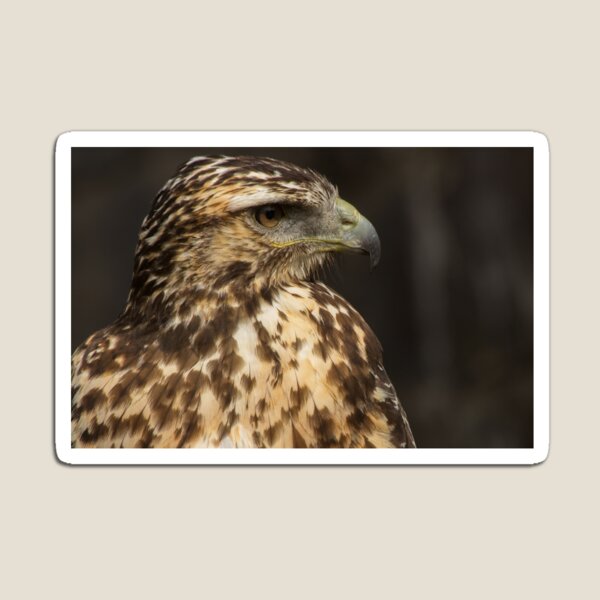 Item preview, Juvenile Harris' Hawk designed and sold by Bob Ramsak.