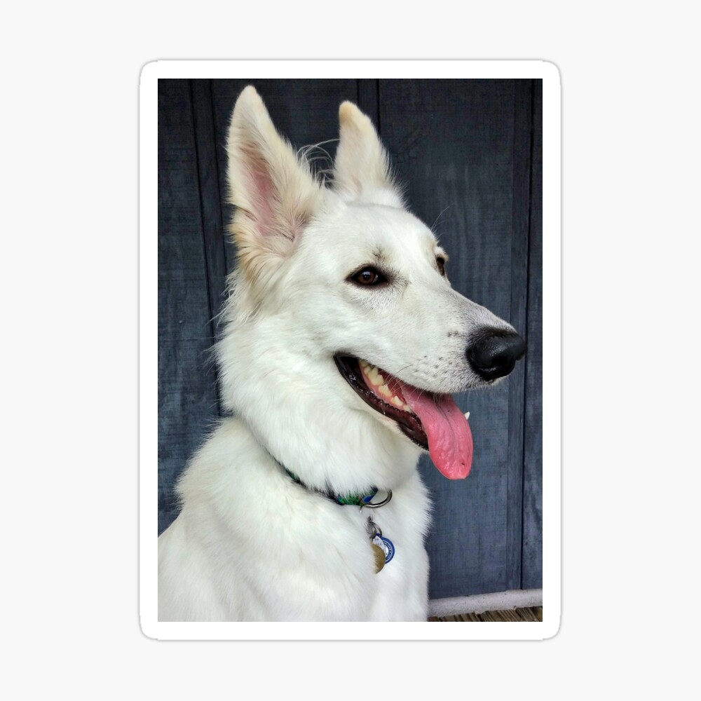 small white german shepherd
