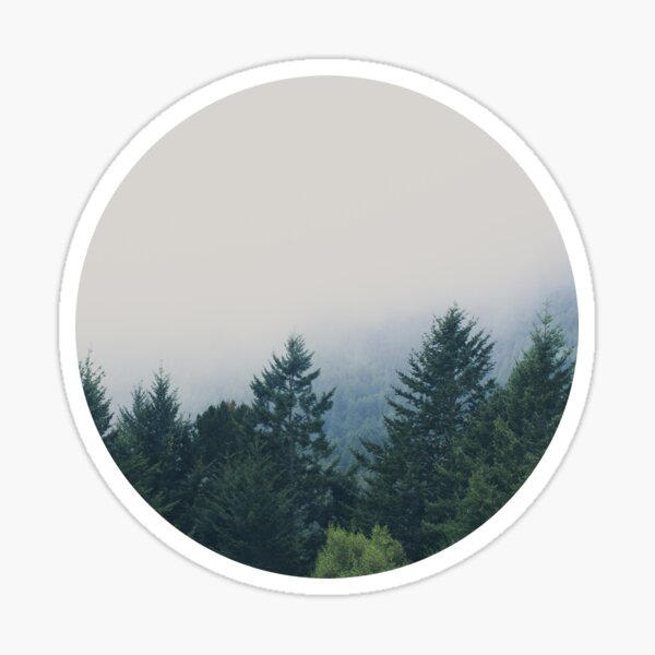 muir woods | mill valley, california Sticker