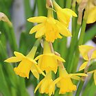 «Jonquils de doble cabeza o narcisos en miniatura» de AnnDixon