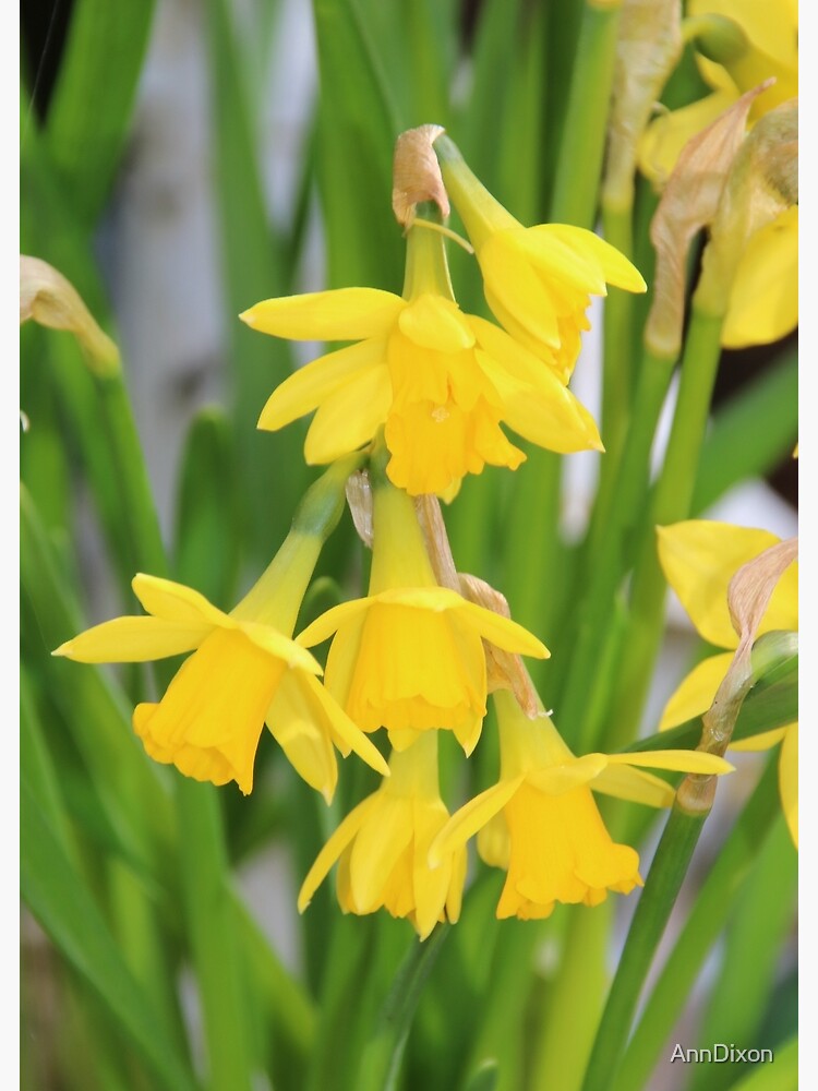 "Double Headed Jonquils or Miniature Daffodils" Poster for Sale by