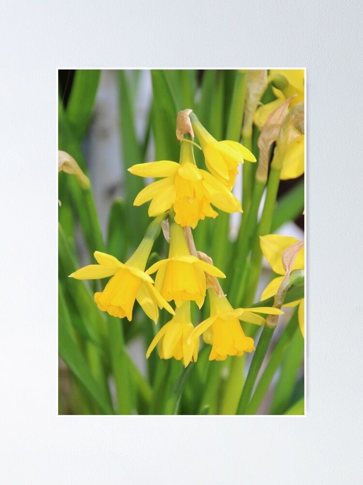 "Double Headed Jonquils or Miniature Daffodils" Poster for Sale by