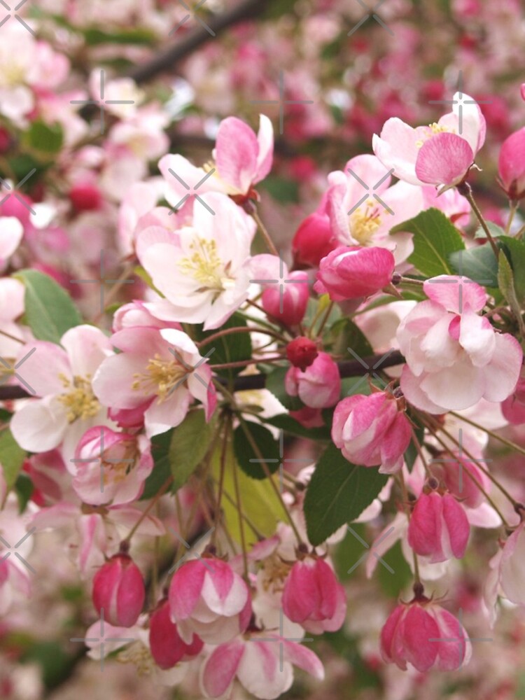 Thumbnail 4 of 4, iPhone Case, Sakura Heaven designed and sold by RJBPhotoDesign.