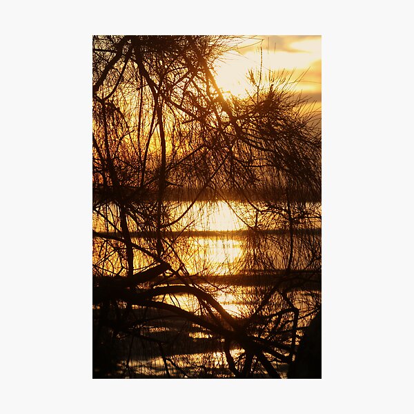Item preview, Treed Sunset designed and sold by Diana Grunwald.