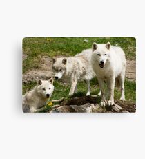 Arctic Trio Canvas Print