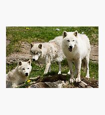 Arctic Trio Photographic Print