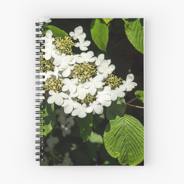Item preview, Lacecap Hortensia - Luminous White Blooms designed and sold by Georgia Mizuleva.