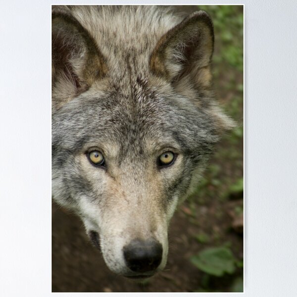 Item preview, The Gaze designed and sold by Sean McConnery.