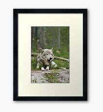Timber Wolf Framed Print
