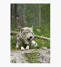 Timber Wolf Photographic Print