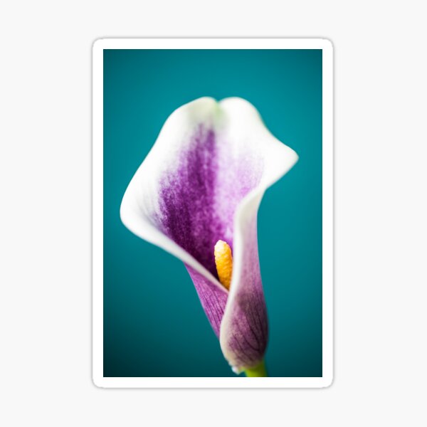 Lily Sticker