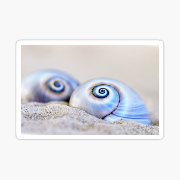 Item preview, snail shell III designed and sold by artsandsoul.
