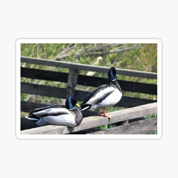 Double Ducks at Abbotsbury Dorset UK Sticker