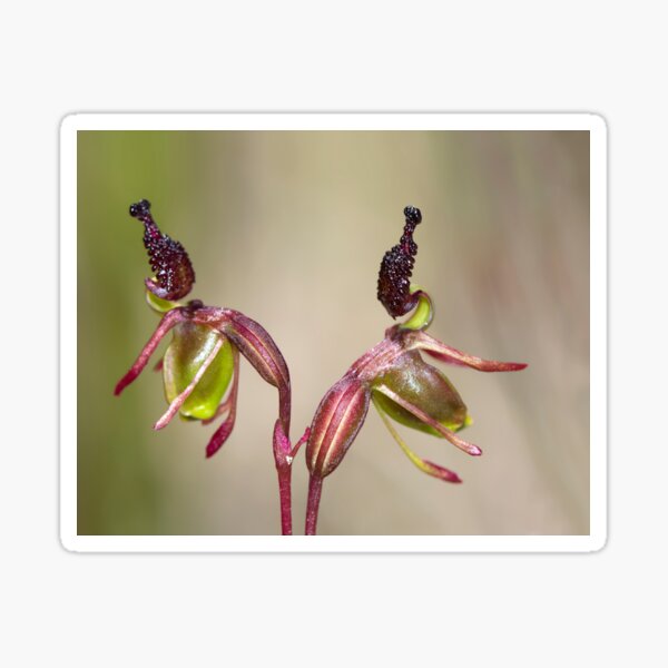 Item preview, ~ Small Duck Orchid ~ designed and sold by Leeo.